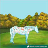 Horse Color:Thunderstruck Palomino Onyx Appaloosa 