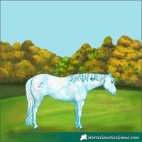 Horse Color:Thunderstruck Palomino Onyx Appaloosa 