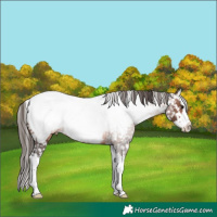 Horse Color:Brown Splash Appaloosa 
