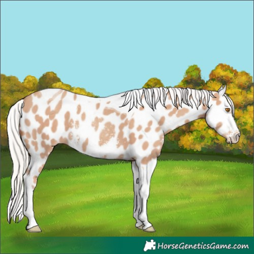 Horse Color:Silver Classic Champagne Sabino Tobiano Appaloosa 