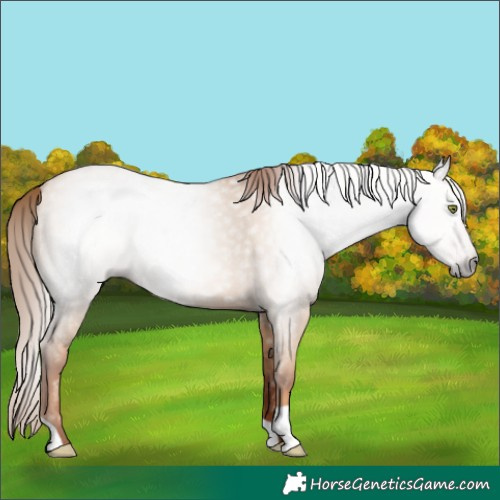 Horse Color:Gray Gold Champagne Dun