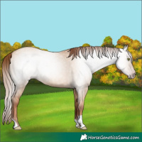 Horse Color:Gray Gold Champagne Dun 