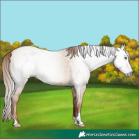 Horse Color:Gray Gold Champagne Dun 