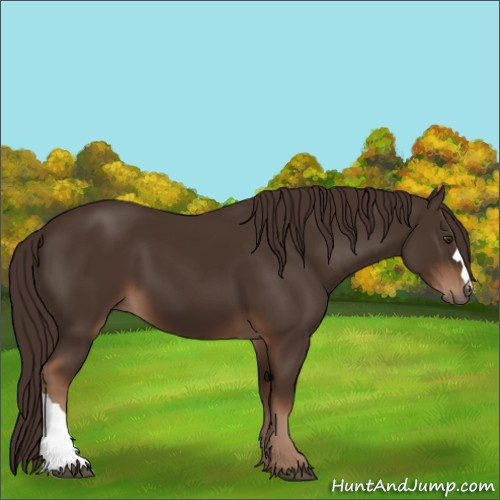 Horse Color:Liver Chestnut