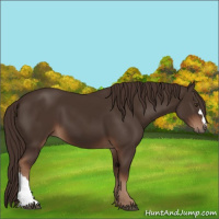 Horse Color:Liver Chestnut 