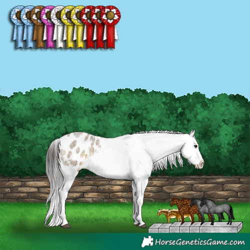 Horse Color:White Spotted Buckskin Roan Dun Appaloosa 