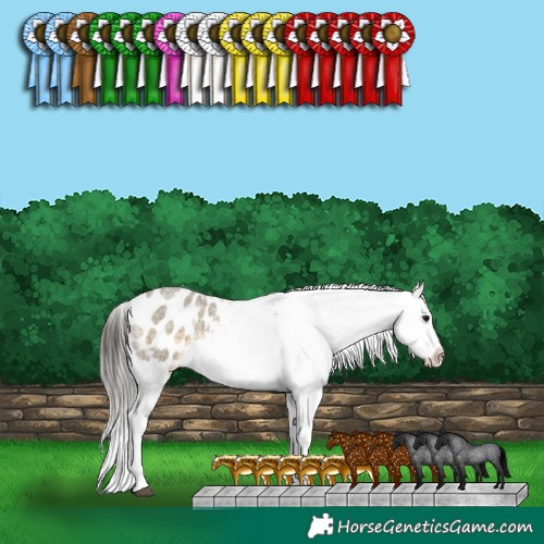 Horse Color:White Spotted Buckskin Roan Dun Appaloosa 