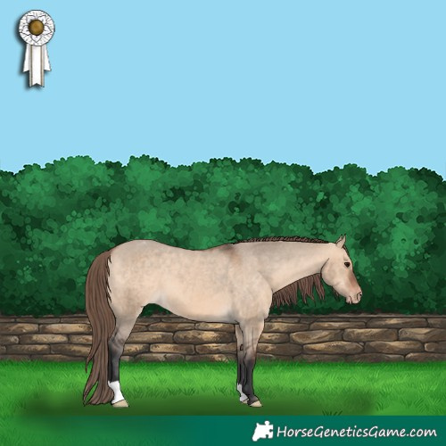 Horse Color:Bay Dun Varnish 