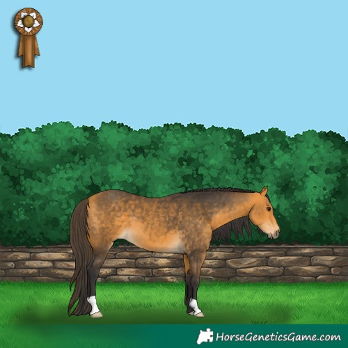 Horse Color:Buckskin 