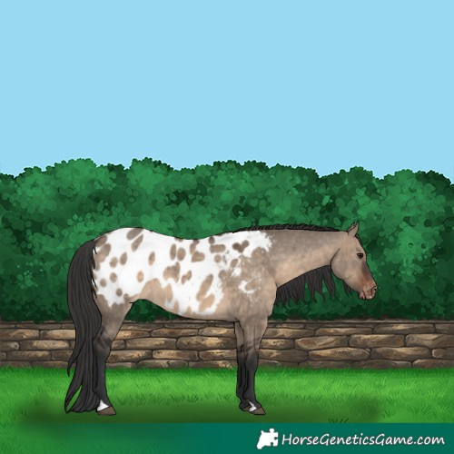 Horse Color:Brown Dun Appaloosa 