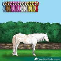 Horse Color:White Spotted Buckskin Pearl Sabino Appaloosa 