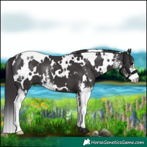 Horse Color:White Spotted Smoky Black Sabino 