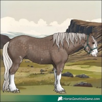 Horse Color:Silver Black Sabino 
