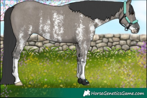 Horse Color:Grullo Sabino 