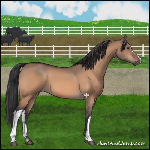 Horse Color:Brown Dun 