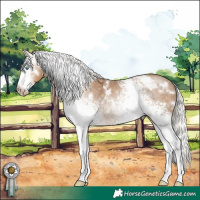 Horse Color:Gray White Spotted Silver Smoky Creme Appaloosa Rabicano 