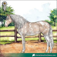 Horse Color:Gray White Spotted Silver Smoky Creme Appaloosa Rabicano 