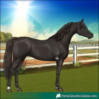 Horse Color:Liver Chestnut 
