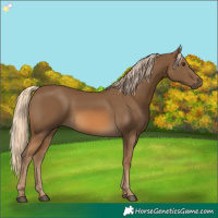 Horse Color:Chocolate Palomino 