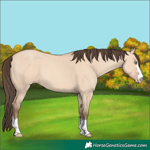 Horse Color:Amber Champagne Dun 