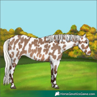 Horse Color:Silver Brown Dun Leopard 