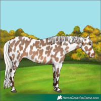 Horse Color:Silver Brown Dun Appaloosa 
