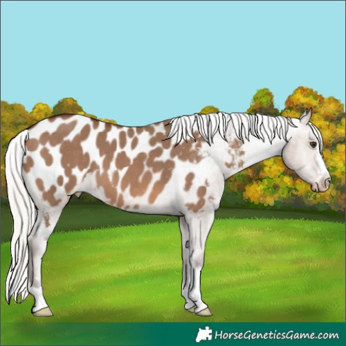 Horse Color:Silver Brown Dun Appaloosa 