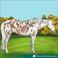 Horse Color:Silver Brown Dun Appaloosa