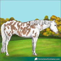 Horse Color:Silver Brown Dun Blanket 