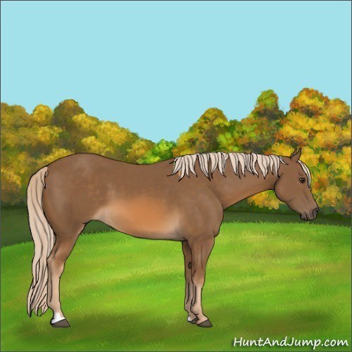 Horse Color:Chocolate Palomino