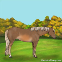 Horse Color:Chocolate Palomino 