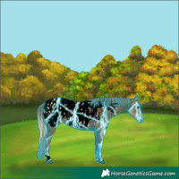Horse Color:Void Thunderstruck Palomino Ice Appaloosa 