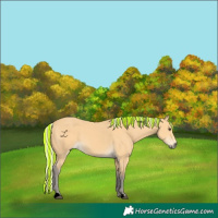 Horse Color:Void Painted Silver Buckskin 