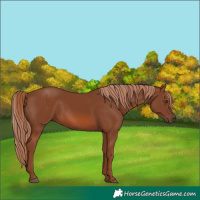 Horse Color:Chestnut 