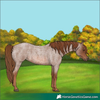 Horse Color:Red Roan 