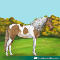 Horse Color:Chocolate Palomino Dun Tobiano 
