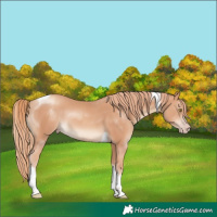 Horse Color:Gold Champagne Tobiano 