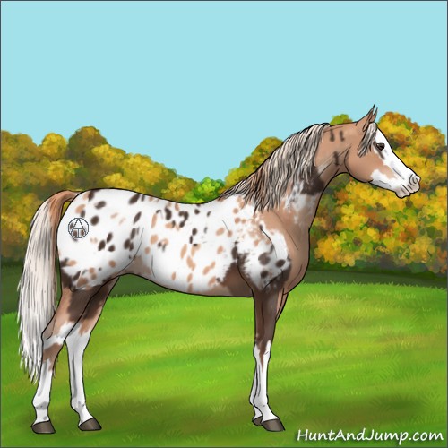 Horse Color:Liver Chestnut Sabino Splash Appaloosa  and Gold Champagne Sabino Splash Appaloosa 