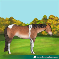 Horse Color:Bay Tobiano 