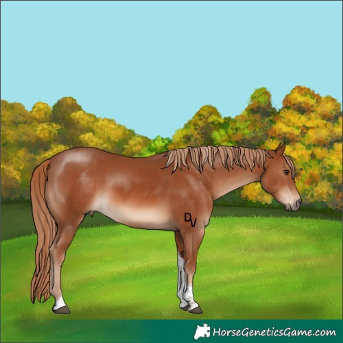 Horse Color:Chestnut Tobiano