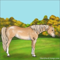 Horse Color:Palomino Sabino Tobiano 