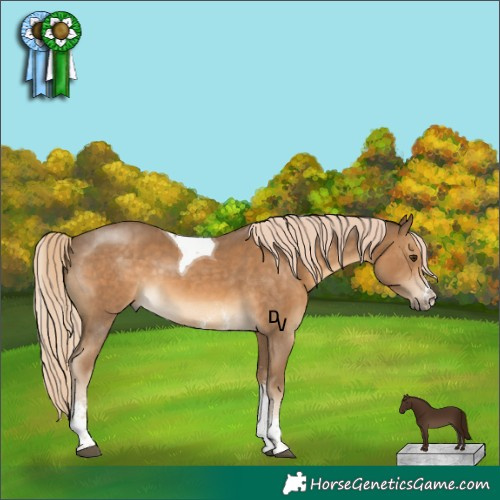 Horse Color:Chocolate Palomino Sabino Tobiano 