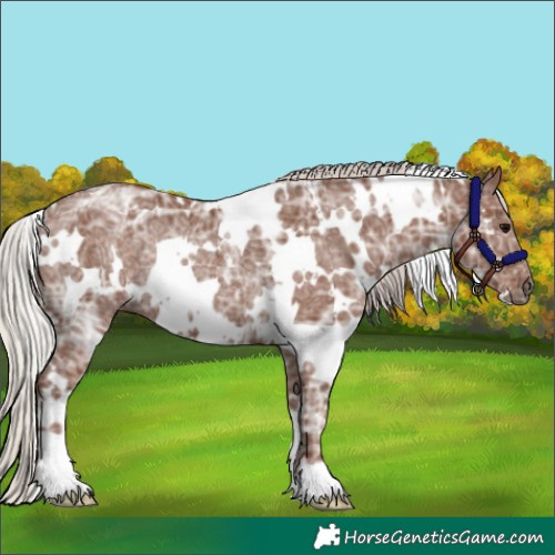Horse Color:White Spotted Silver Black Ice Rabicano 