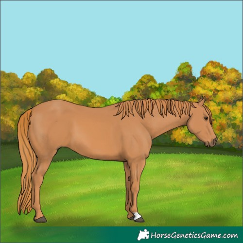 Horse Color:Chestnut 