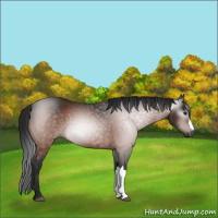 Horse Color:Gray Bay 