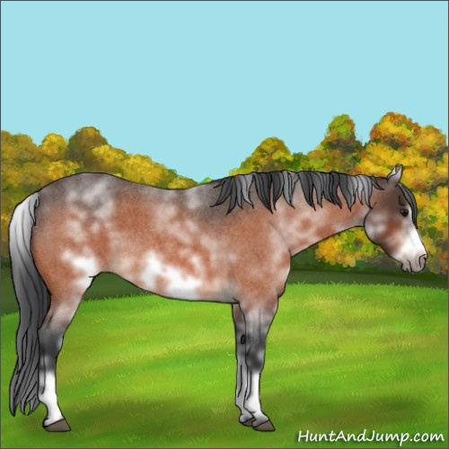 Horse Color:White Spotted Bay Roan Frame 