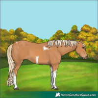 Horse Color:Chestnut Tobiano