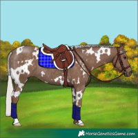 Horse Color:White Spotted Silver Black Rabicano 