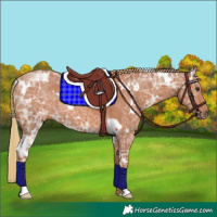 Horse Color:White Spotted Chestnut Ice Rabicano 