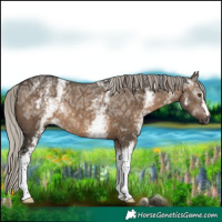 Horse Color:Gray White Spotted Silver Grullo Ice 